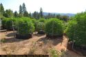 CCSO Grow Bust 400 block of Harmony Ln July 2020