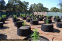 CCSO Grow Bust 7000 block of Goodall Rd July 2020