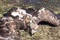 Injured golden eagle found on the shoreline of New Hogan Lake