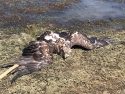 Injured golden eagle found on the shoreline of New Hogan Lake