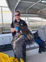 Deputy with injured golden eagle found on the shoreline of New Hogan Lake