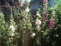 Hollyhocks by Rebecca Miller Cripps