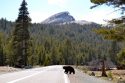 A Bear In Yosemite