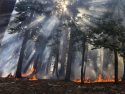 Blue Jay Fire burning in Yosemite National Park
