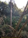 CCSO bust Aug 2020 of hidden grow in 12000-block of Armstrong Rd