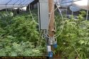CCSO grow bust in 1400-block of Hidden-Valley Rd Aug 2020
