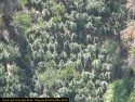 Camp Nine Road area Marijuana Grow Bust July 31 2020 CCSO Photo