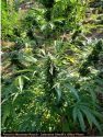Illegal Marijuana growing in Mountain Ranch CCSO Photo