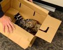 Injured Coopers Hawk