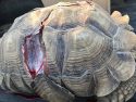 Injured tortoise on HWY 49 rescued