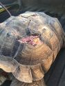 Injured tortoise on HWY 49 rescued