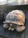 Injured tortoise on HWY 49 rescued