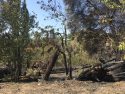 O'Reilly Fire Charred wooden structures near mining equipment at edge of Utica Park