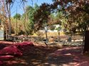 O'Reilly Fire Destroyed structure by home adjacent to Utica Aprk