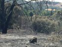 O'Reilly Fire In Angels Camp