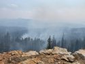 Wolf Fire In Yosemite