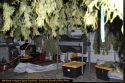 CCSO pot grow bust