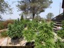 CCSO illegal marijuana grow bust - pot plants seized