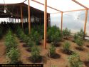 CCSO illegal marijuana grow bust - pot plants seized