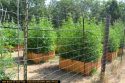 CCSO pot grow bust
