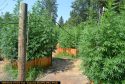 CCSO pot grow bust