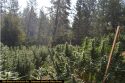 CCSO pot grow bust