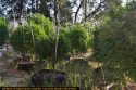 CCSO pot grow bust