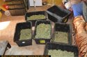CCSO pot grow bust
