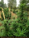 CCSO pot grow bust