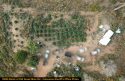 Calaveras Marijuana Bust