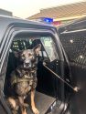 K9 Zeus that sniffed out the drugs