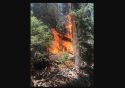 Wolf Fire In Yosemite
