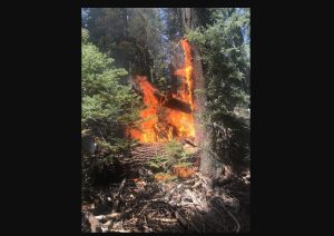Wolf Fire In Yosemite