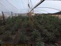 CCSO Pot grow bust
