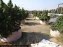 CCSO Pot grow bust