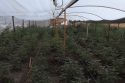 CCSO Pot grow bust