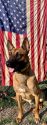 K9 Thor
