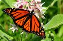 Monarch butterfly on showy milkweed