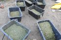 Bins full of processed marijuana at Blossom Lane property