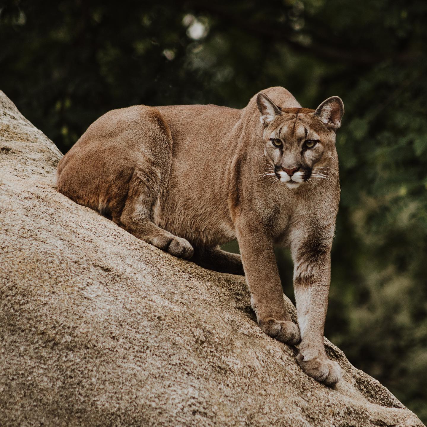 Mountain Lion Study Underway In Yosemite MyMotherLode