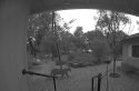 Mountain Lion at East Sonora Home