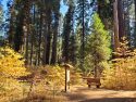 Calaveras Big Trees State Park