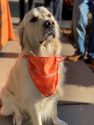 Mascot at the Construction kickoff event for the new Family Medical Clinic at Copperopolis Town Square