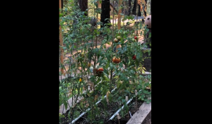 Gardening in Pots