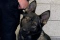 CCSO K9 Storm 18 months old German Shepard
