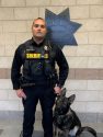 CCSO K9 Storm 18 months old German Shepard with handler Deputy Michael Jericoff