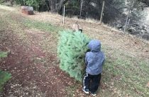 Carrying Away The Christmas Tree