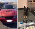 K9 Zeus helps with drugs and weapon bust