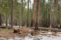 Crane Flat Prescribed Burn area in Yosemite National Park