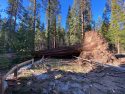 Downed tree in Yosemite after wind storm